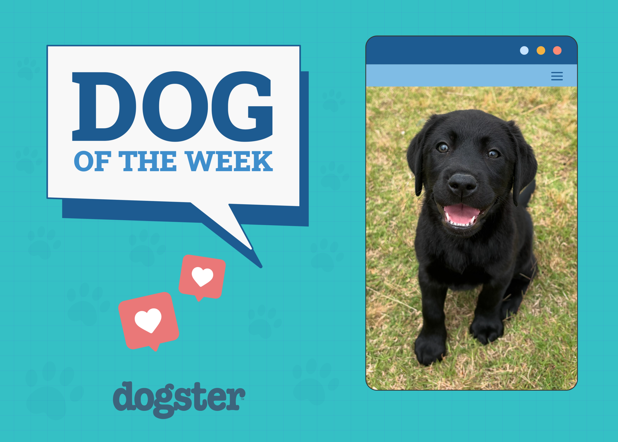 Dogster Photo Contest: Dogs of the Week Winners (June 26, 2025)