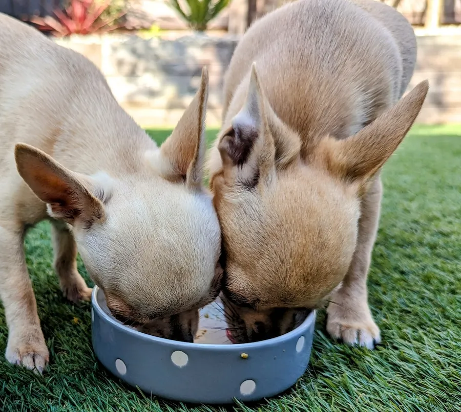 Ned and Fred share a deep love of food.