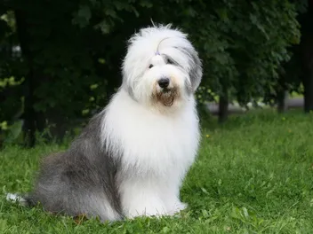 Old English Sheepdog Dog Breed: Info, Pictures, Care & More