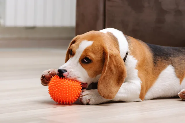 How to Stop Resource Guarding in Puppies: Vet-Verified Training & Care Tips