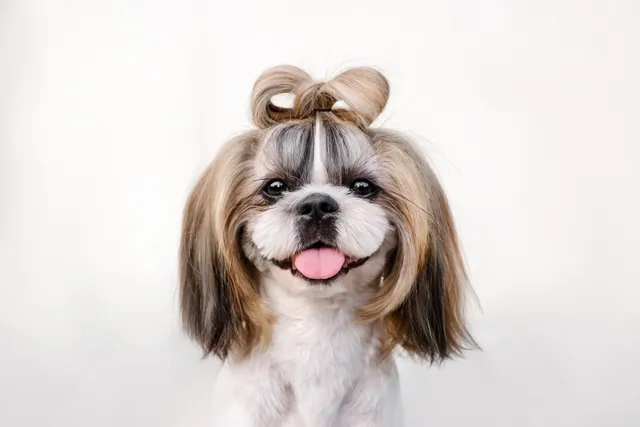 How to Groom a Shih Tzu – 10 Vet-Approved Tips