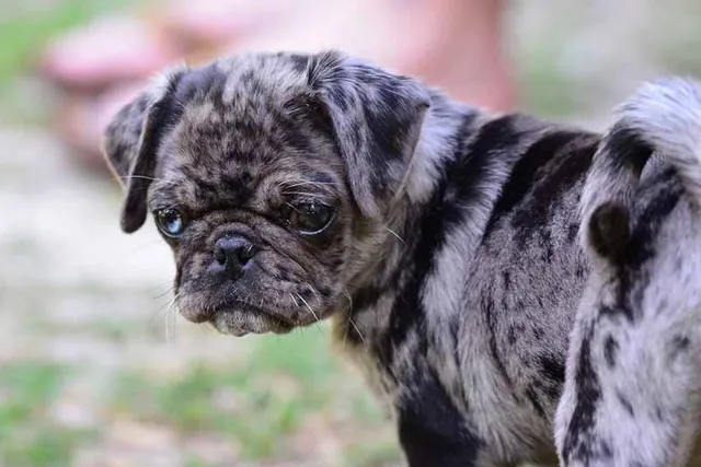 Merle Pug: Info, Pictures, Origin & History