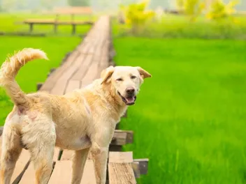 Rainbow Bridge Remembrance Day 2026: What It Is & When It's Celebrated