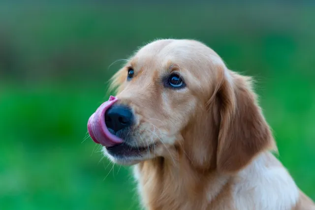 My Dog Keeps Licking His Lips & Swallowing: 9 Reasons Why (Vet Answer)