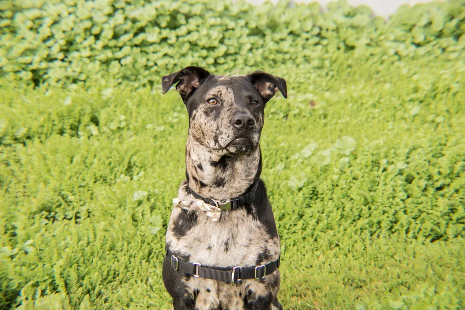 Catahoula Leopard Hound Dog sitting on a grass field