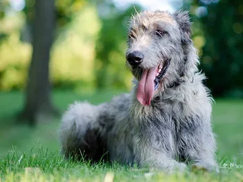 Irish Wolfhound Dog Breed: Info, Pictures, History & More