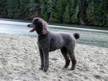 Is a Poodle a Hunting Dog? Breed Temperament & Characteristics