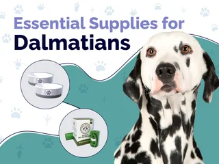 20 Essential Dalmatian Supplies to Get You Started: 2026 Guide