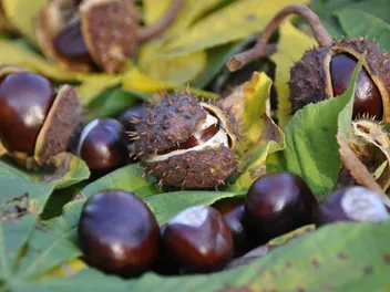 Are Conkers Poisonous to Dogs? Vet-Verified Facts & FAQ