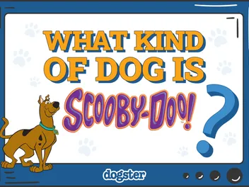 What Kind of Dog Is Scooby-Doo? Myths & Fun Facts
