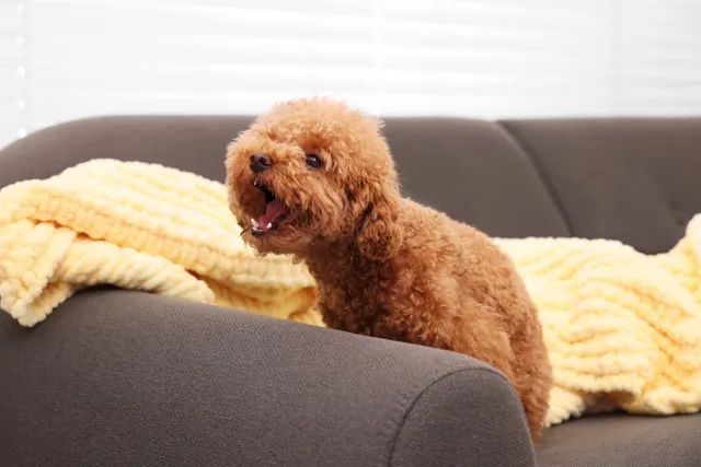 Why Do Dogs Bark At Fireworks? 6 Reasons & How to Help (Vet Reviewed)