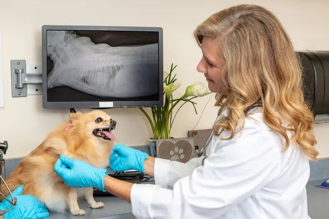 Kennel Cough vs. Collapsed Trachea: How to Tell the Difference (Vet Answer)