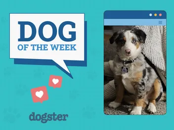 Dogster Photo Contest: Dogs of the Week Winners (April 24, 2025)