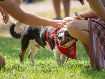 11 Vet-Verified Dog Park Safety Tips to Consider for a Smooth Experience