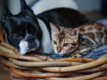Will a Boston Terrier Be Good With a Cat? Introduction Tips & Tricks