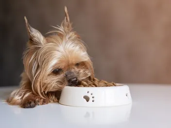 10 Best Dog Foods for Yorkies in 2026 - Reviews & Top Picks