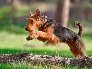 How Much Exercise Do Airedale Terriers Need? Vet-Verified Facts & Info
