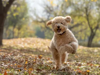 Why So Many Families Fall in Love with Mini Goldendoodle