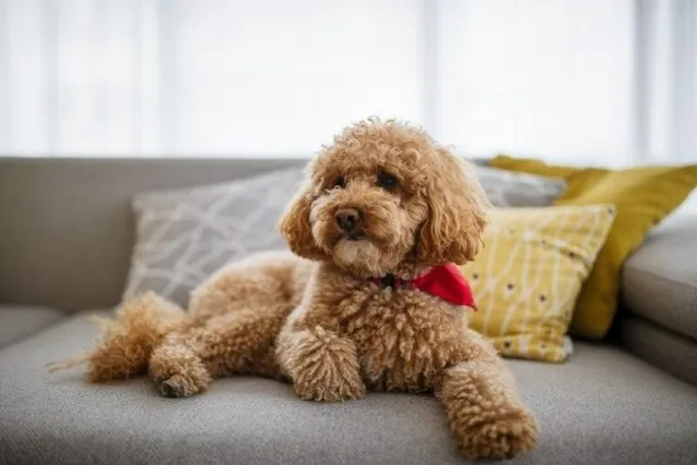 Red and Brown Poodles: Info, Pictures, Origin & History