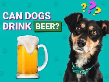 Can Dogs Drink Beer? Vet-Reviewed Health & Safety Considerations