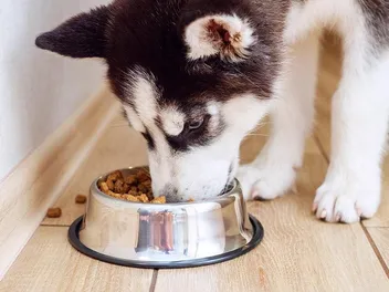 11 Best Dog Foods for Huskies in 2026 - Reviews & Top Picks