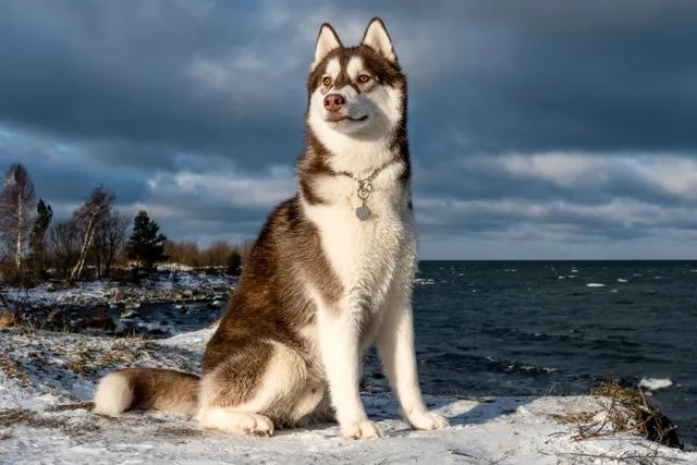 5 Most Popular Dog Breeds in China in 2026 (With Info & Pictures)
