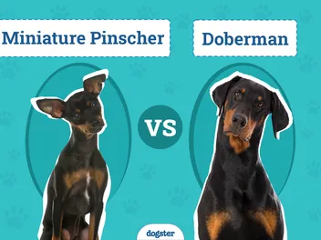 Miniature Pinscher vs Doberman: Key Differences (With Pictures)