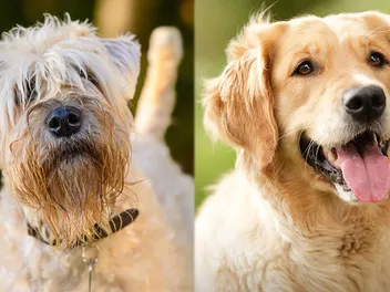 Soft Coated Golden (Wheaten Terrier Golden Retriever Mix): Info, Pictures, Traits & More