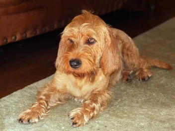 Basset Fauve de Bretagne Dog Breed: Info, Pictures & Care Guide
