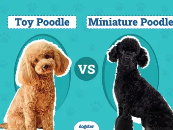 Toy Poodle vs Miniature Poodle: The Differences (With Pictures)