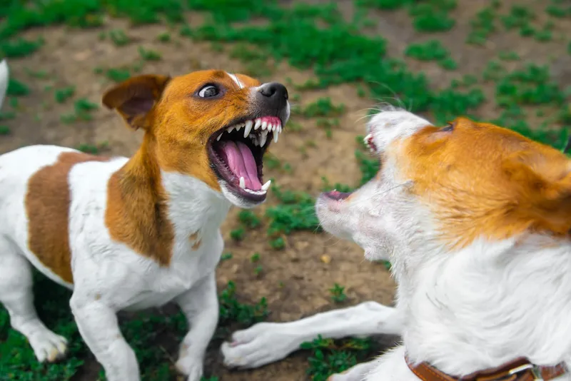 two dogs fighting outdoor