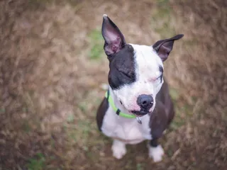 Boston Bull Terrier Dog Breed: Info, Pictures & Care Guide