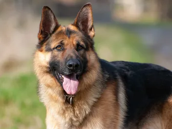 German Shepherd Bite Force: The Strength of Their Jaw