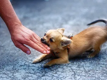 How Strong Is a Chihuahua’s Bite Force? Vet-Verified Facts & PSI Measurements
