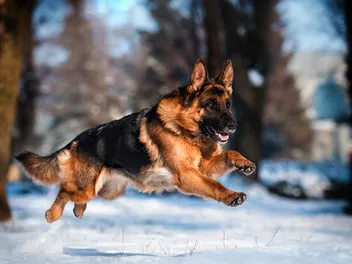 Why Are German Shepherds Police Dogs? 7 Traits That Make Them Perfect for the Job