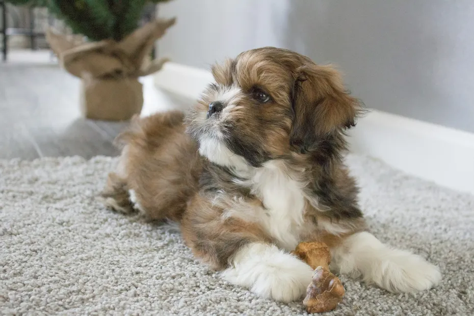 Cava-Tzu