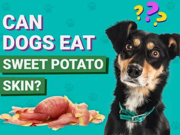 Can Dogs Eat Sweet Potato Skins? Vet-Verified Nutrition Facts