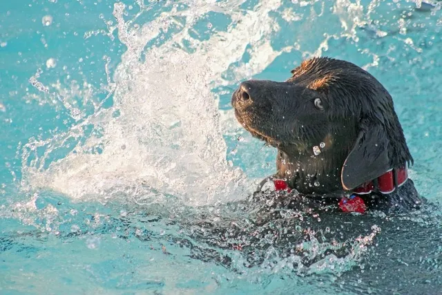 How to Get Your Dog to Like Swimming: 5 Vet-Approved Teaching Tips
