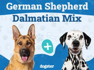 German Shepherd Dalmatian Mix Dog Breed: Info, Pictures, Care & More