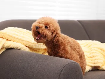 Why Do Dogs Bark At Fireworks? 6 Reasons & How to Help (Vet Reviewed)