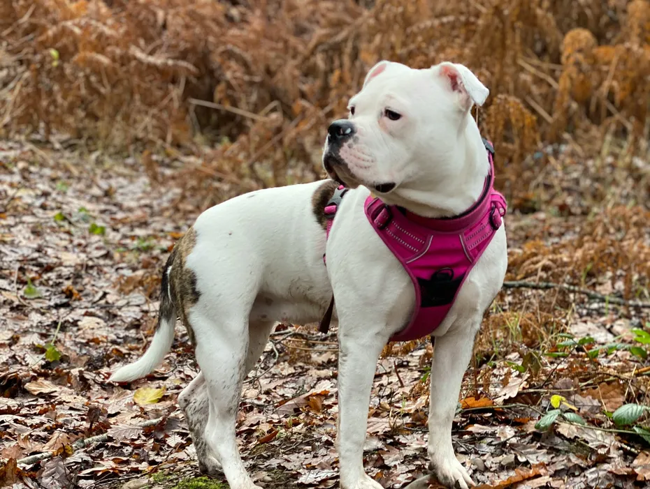 white pitbull with a dog harness
