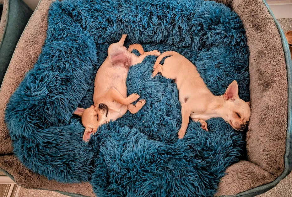 Ned & Fred Sleeping
