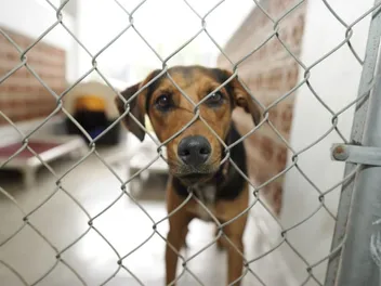Returning a Dog to the Shelter: Vet-Approved Facts & Guide