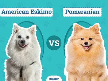 American Eskimo vs Pomeranian: Vet-Reviewed Differences & Similarities