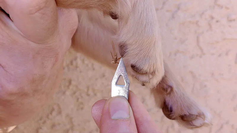 getting the cactus spine with forceps from baby
