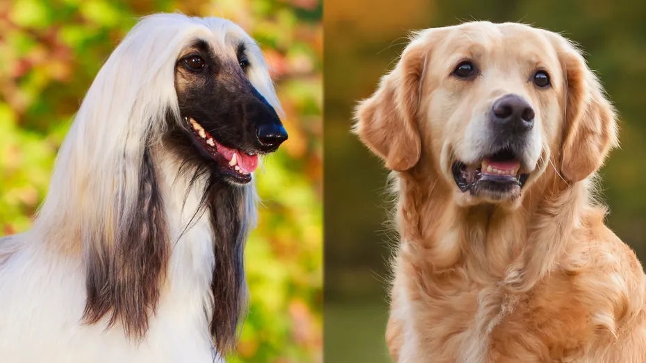 Parent Breeds of Afghan Retriever