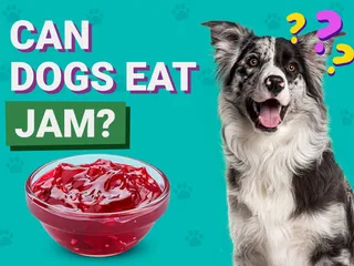 Can Dogs Eat Jam? Vet-Reviewed Potential Health Risks