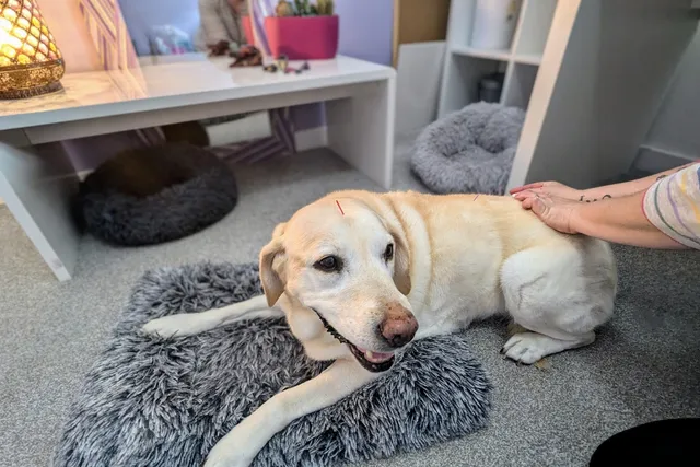 Acupuncture for Bailey: Hello, Holistic Treatment!