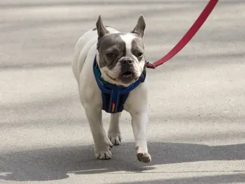 How Much Are French Bulldogs in 2026? Pricing Guide