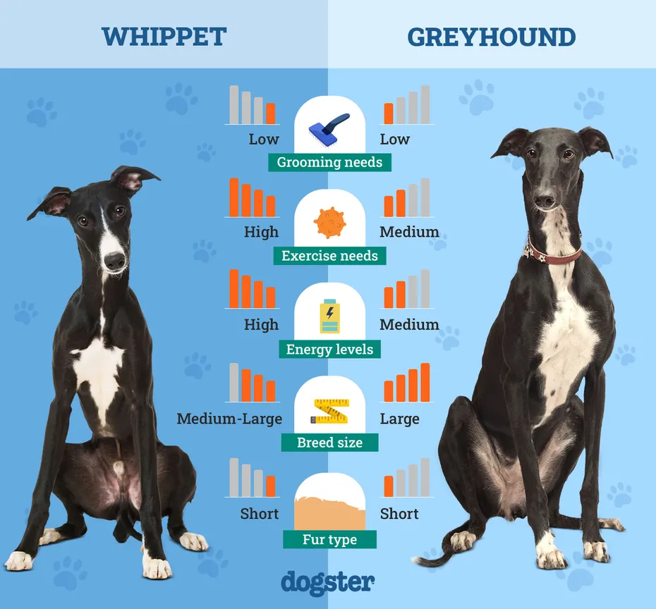 Dogster_Side by Side Comparison_ Whippet vs Greyhound
